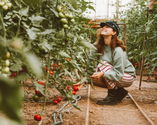 Cultiver des graines de plantes en communauté